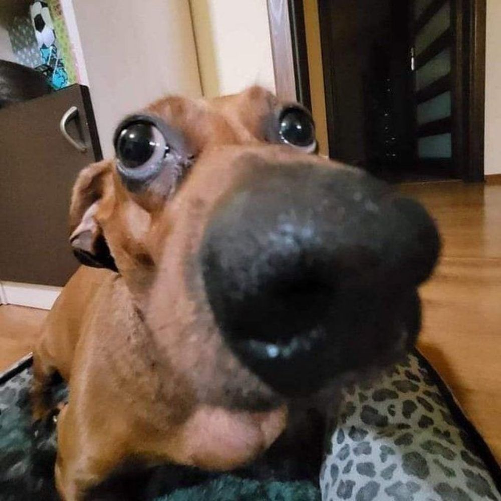 Lala