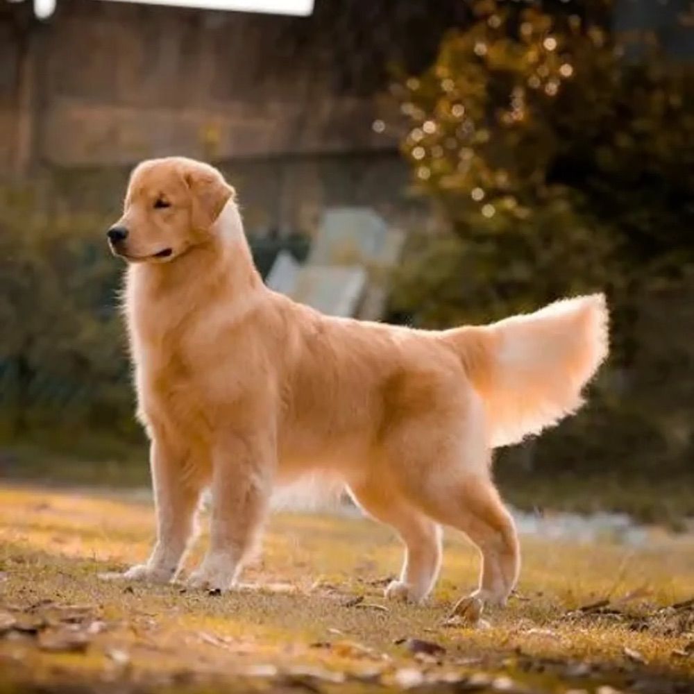 GOLDEN RITRIVER DOGS