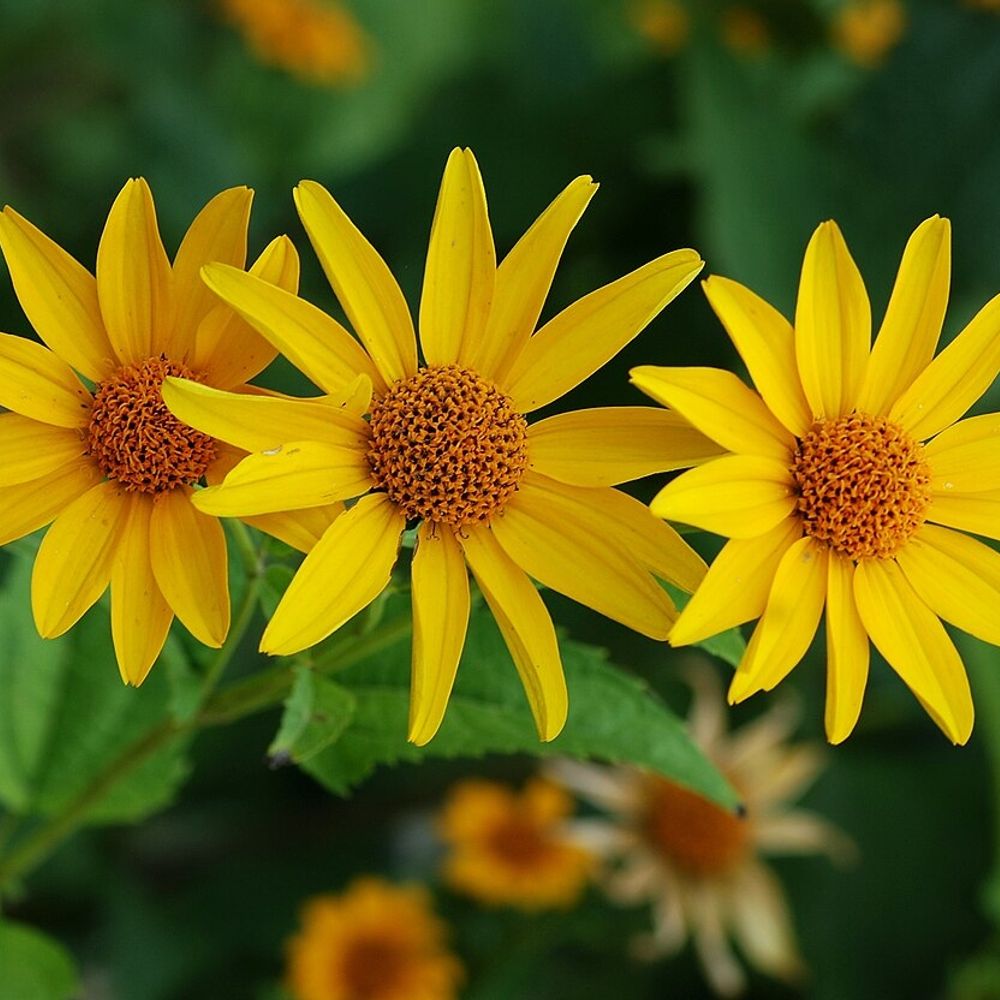 False sunflower