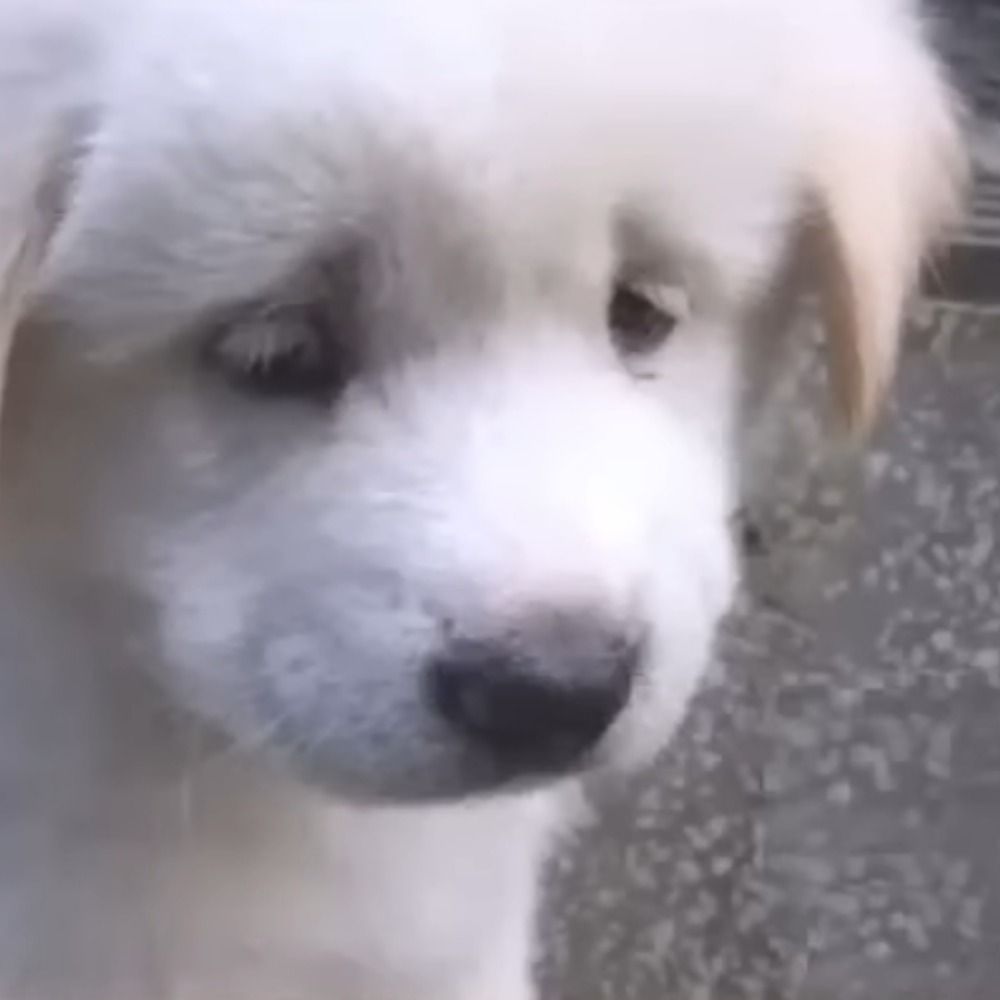 しゃけ