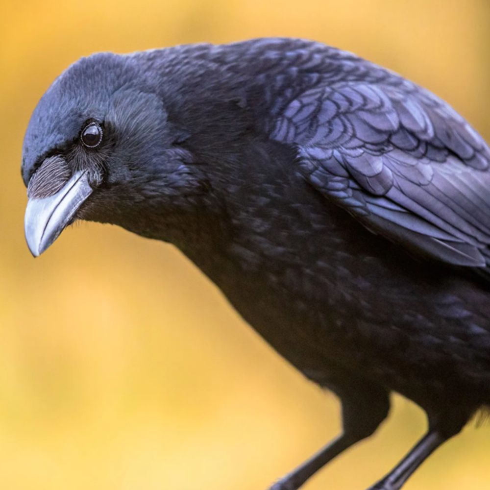 Crow