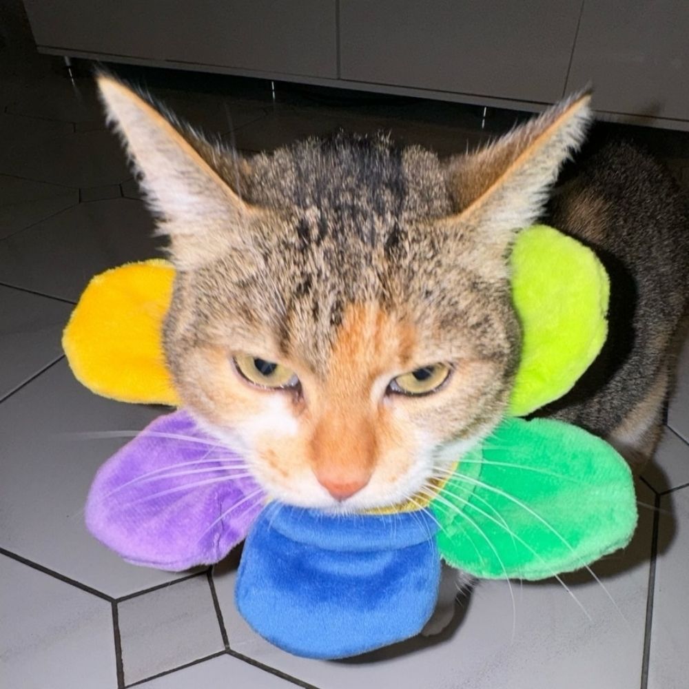 Gato The 3rd