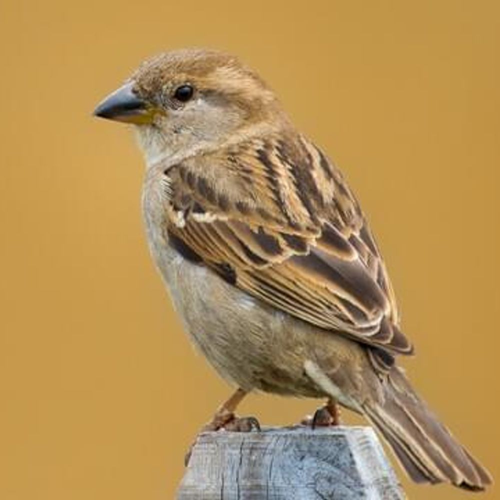 sparrow
