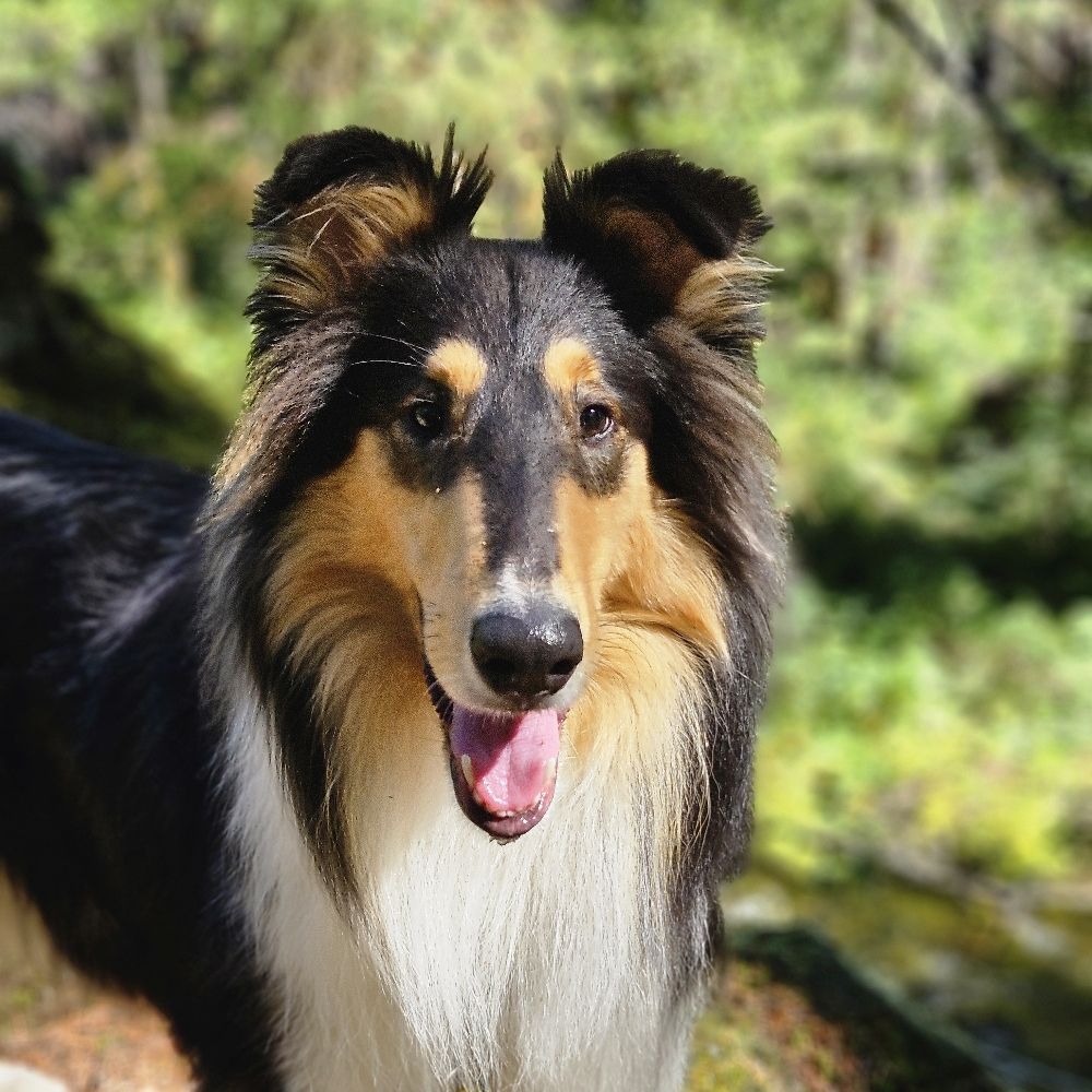 Freya 🐾🐾 🦴 ⛰️