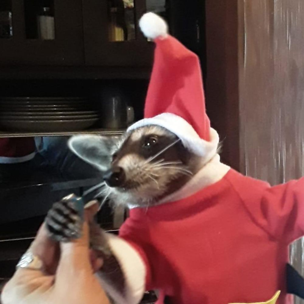 Noms 🦝