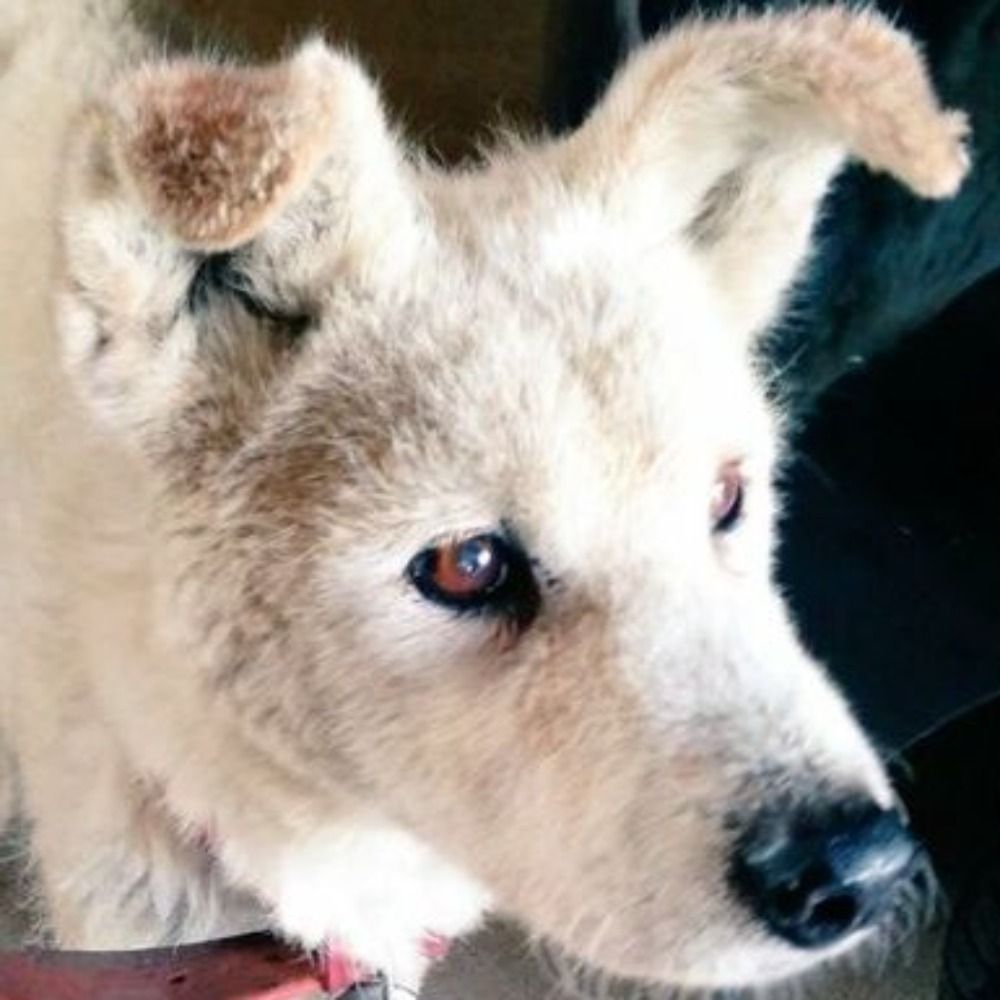 Cheru