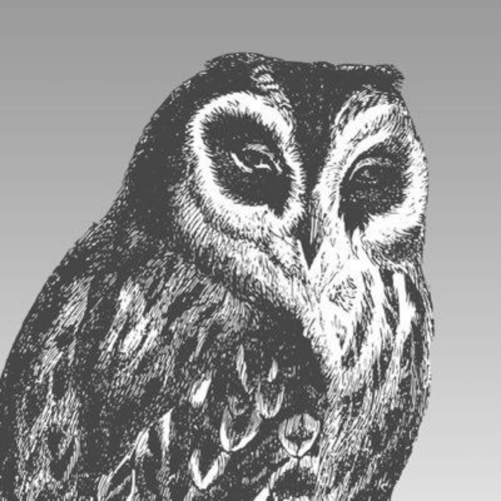 Effin' Birds's avatar