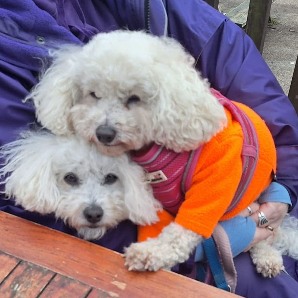 The Poochon's Mum