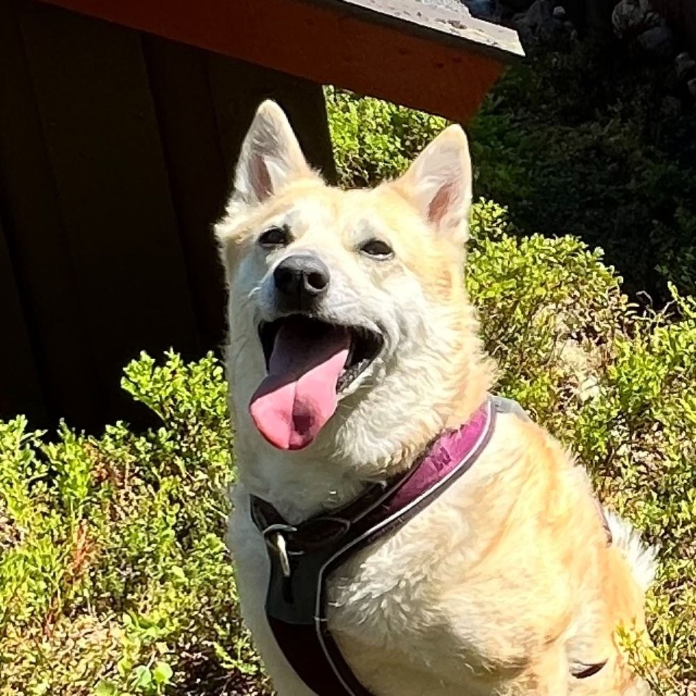Nicki Buhund