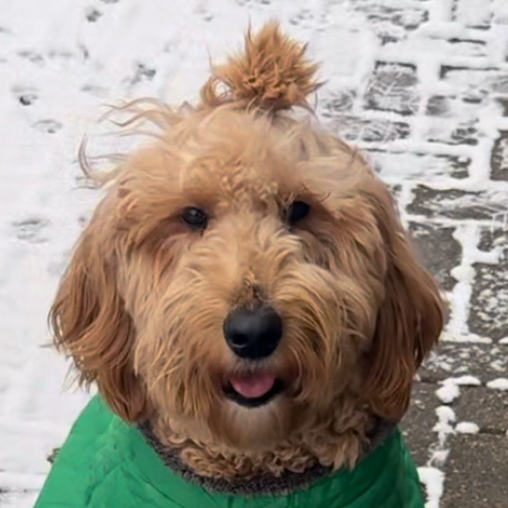 Toast, the Narcoleptic Doodle