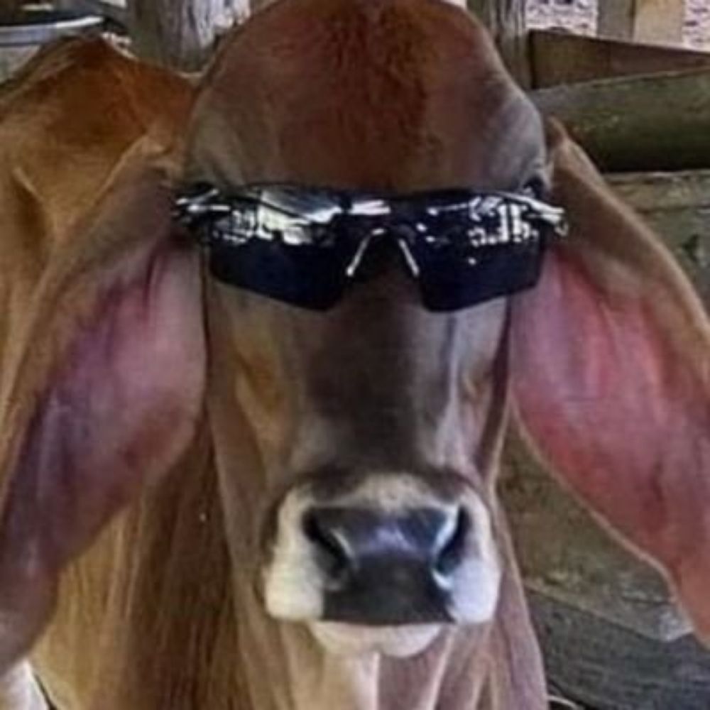 The Javiest