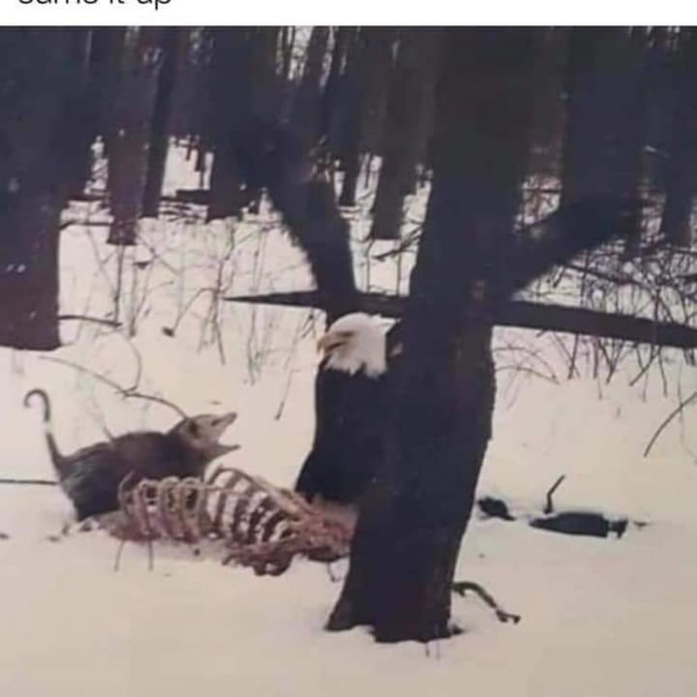 gruffwren