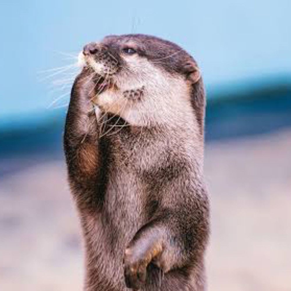 しん
