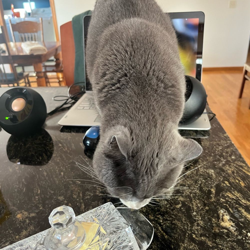 Cookie the cat
