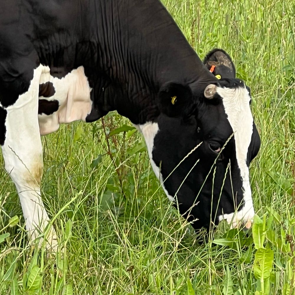 The COWS Group