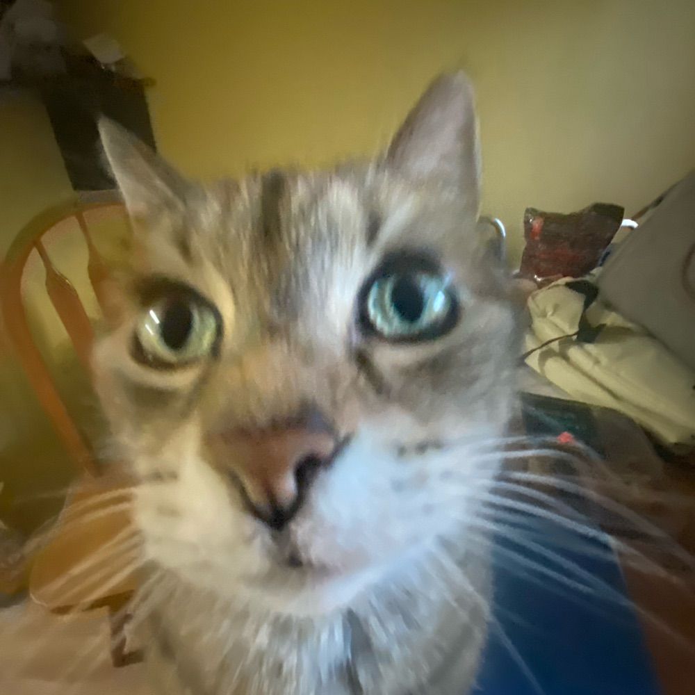 catakint