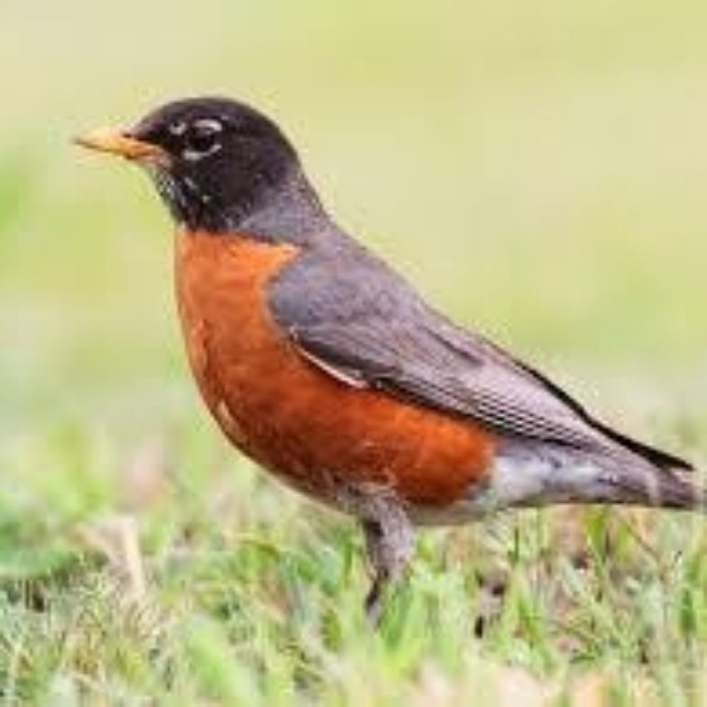 Robin