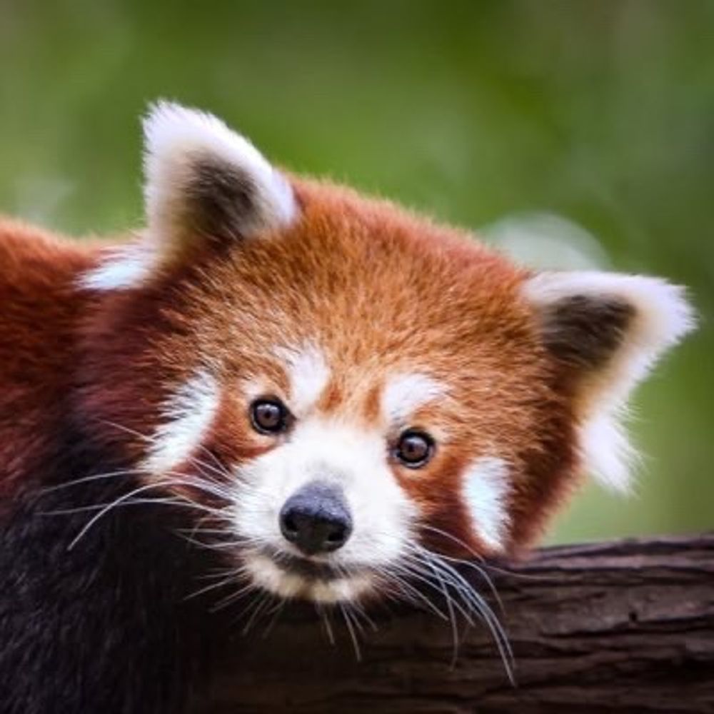 Reddo Panda