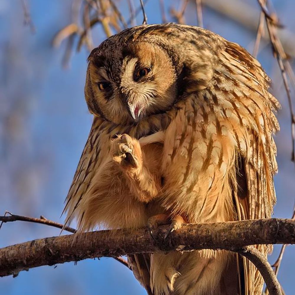 Mediocrebirder's avatar