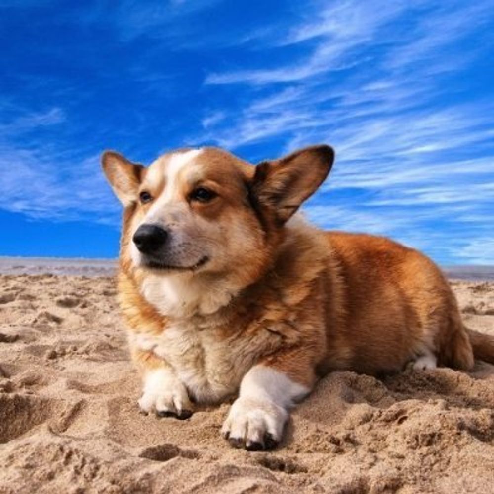 Disapproving Corgi