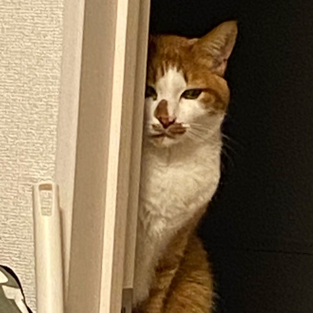 クマ