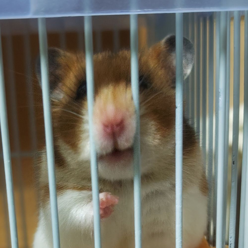 ちんたす
