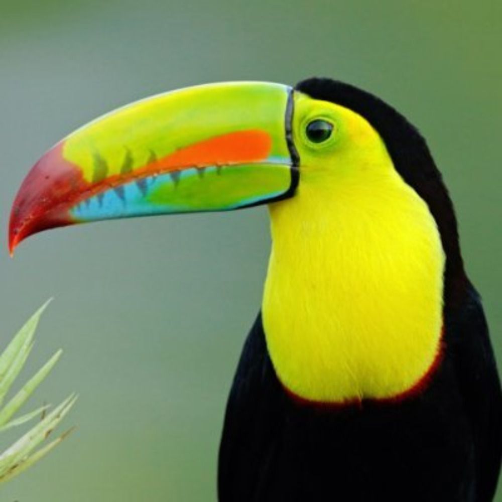 Aves do Brasil's avatar