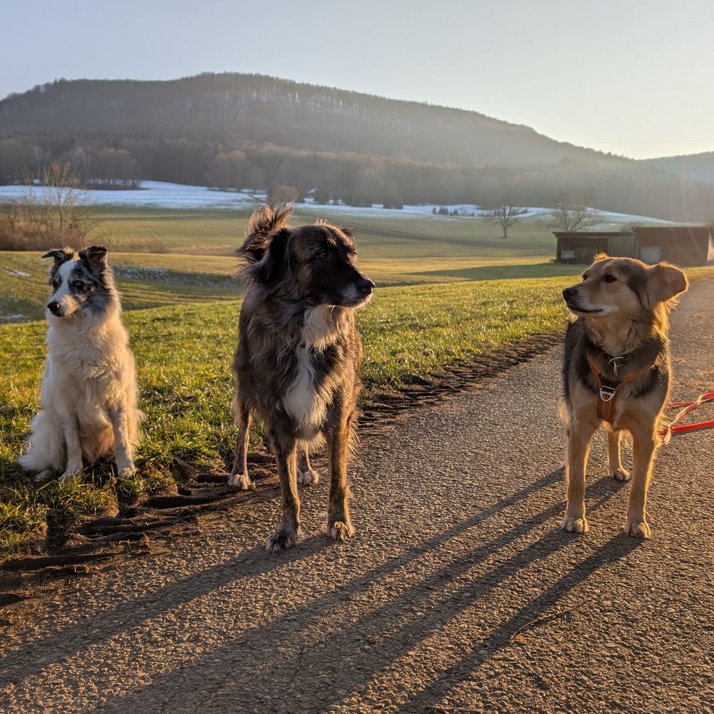 3instahunde