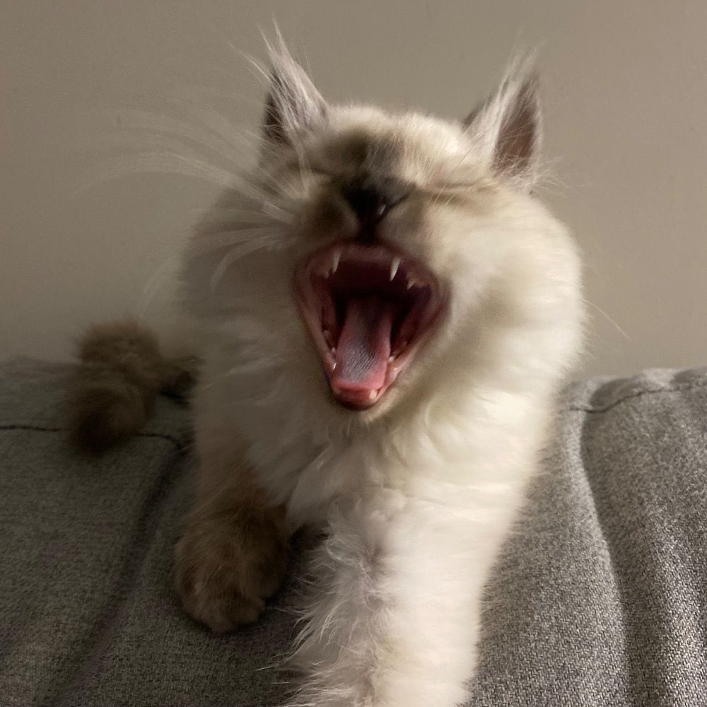 Pip