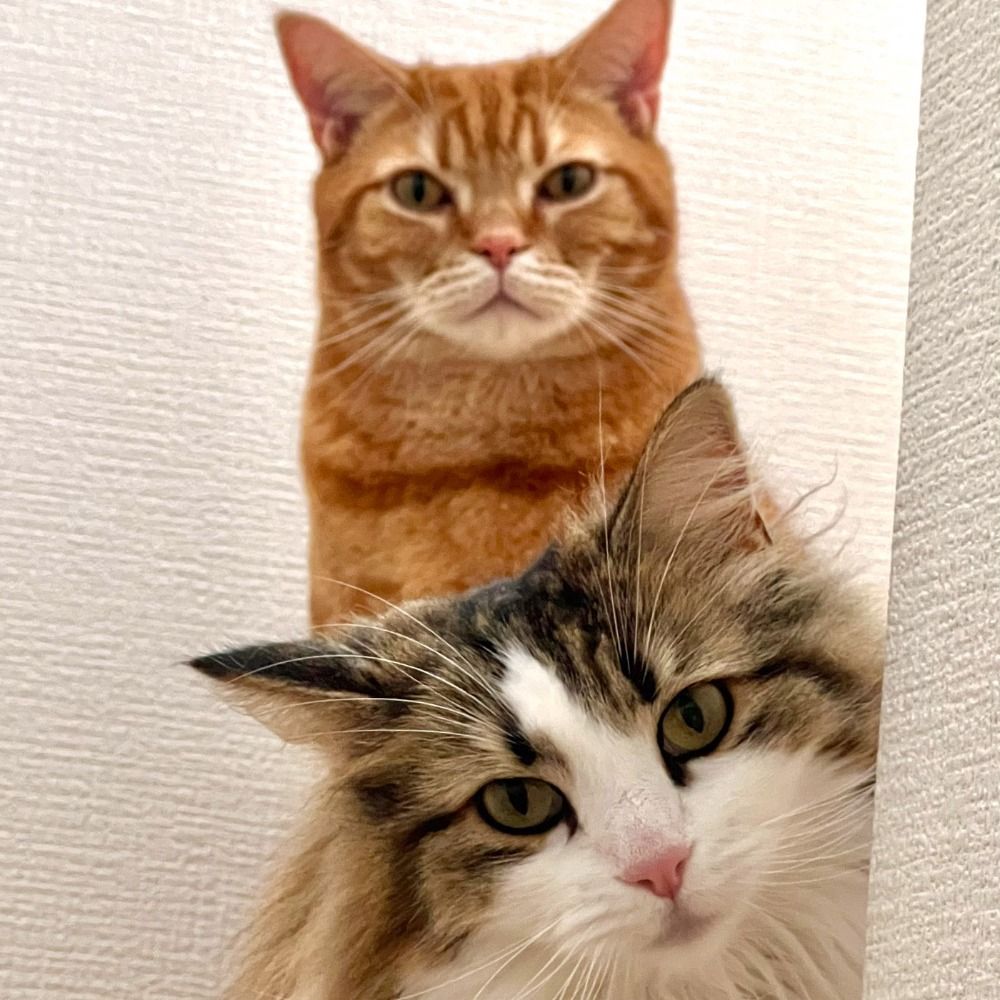 シリーウォーカーあんじぇ