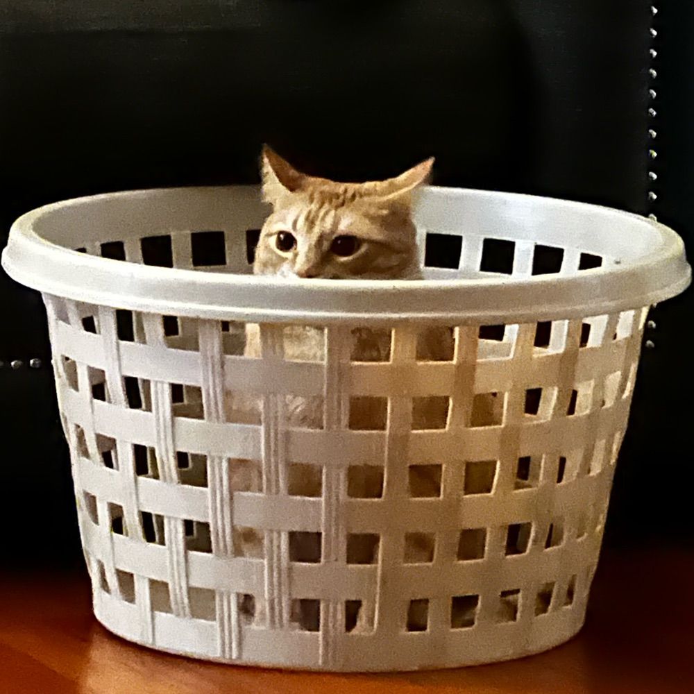 Hammie