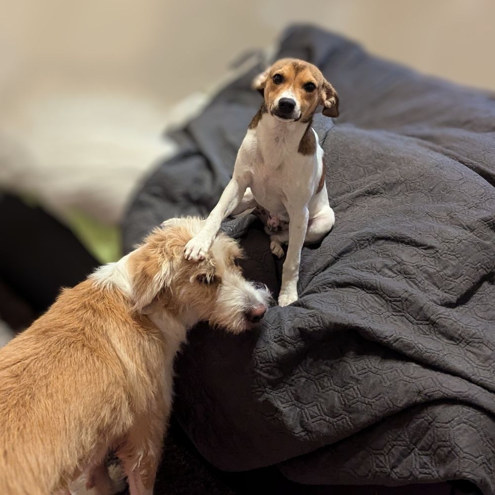 Cooper und Henry