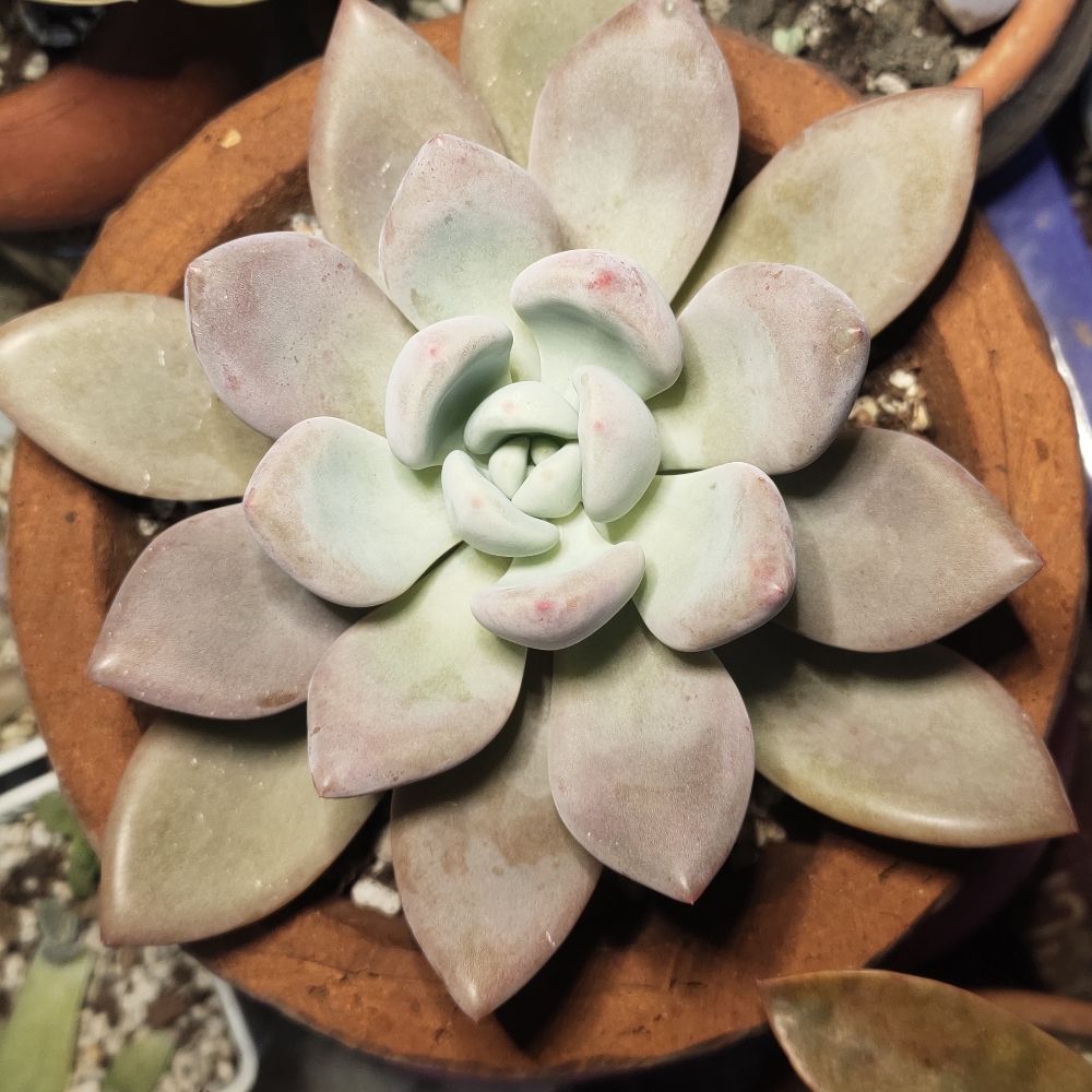 크리시