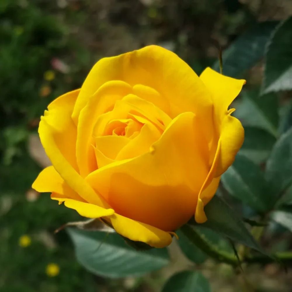rose