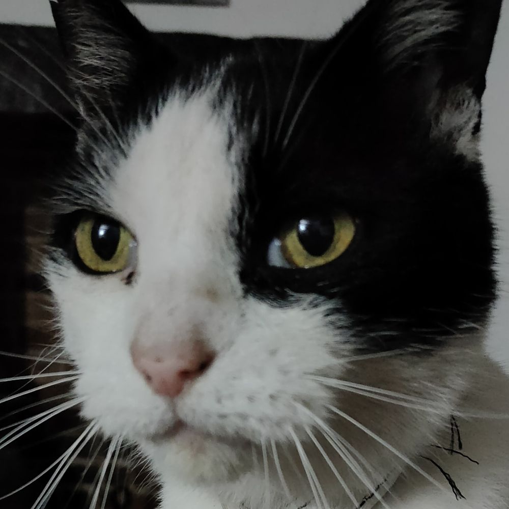 Edward The Black & White Cat