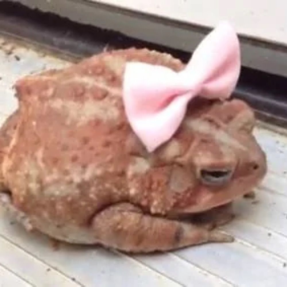glamour toad