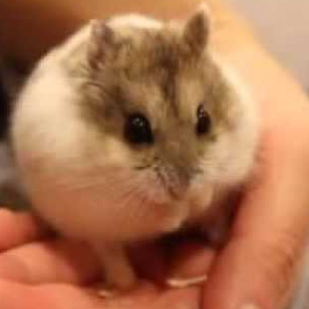 hamsterling