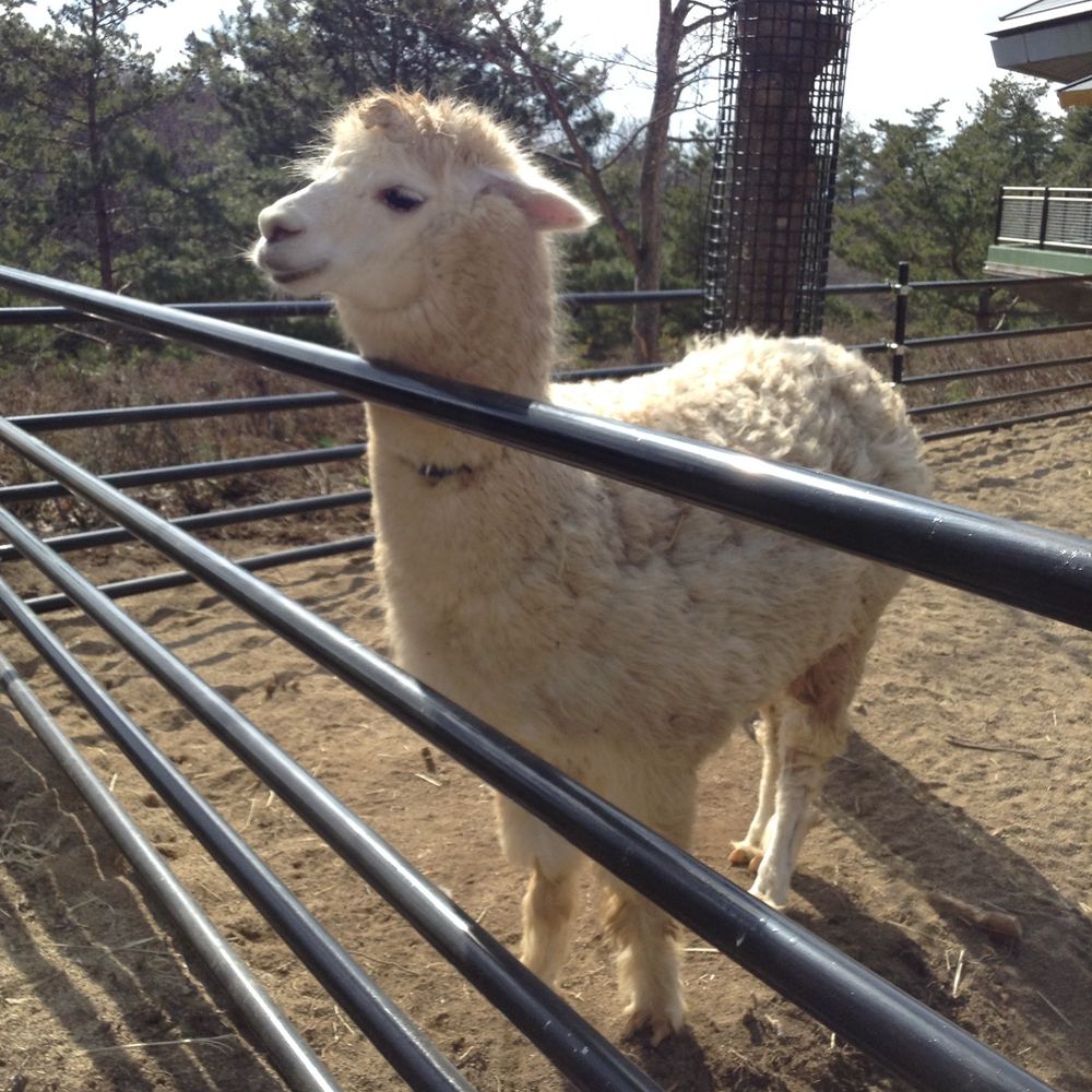 エマ・えま(婦人)