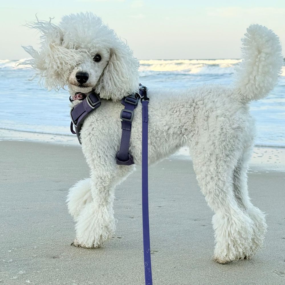 Tillie the Poodle