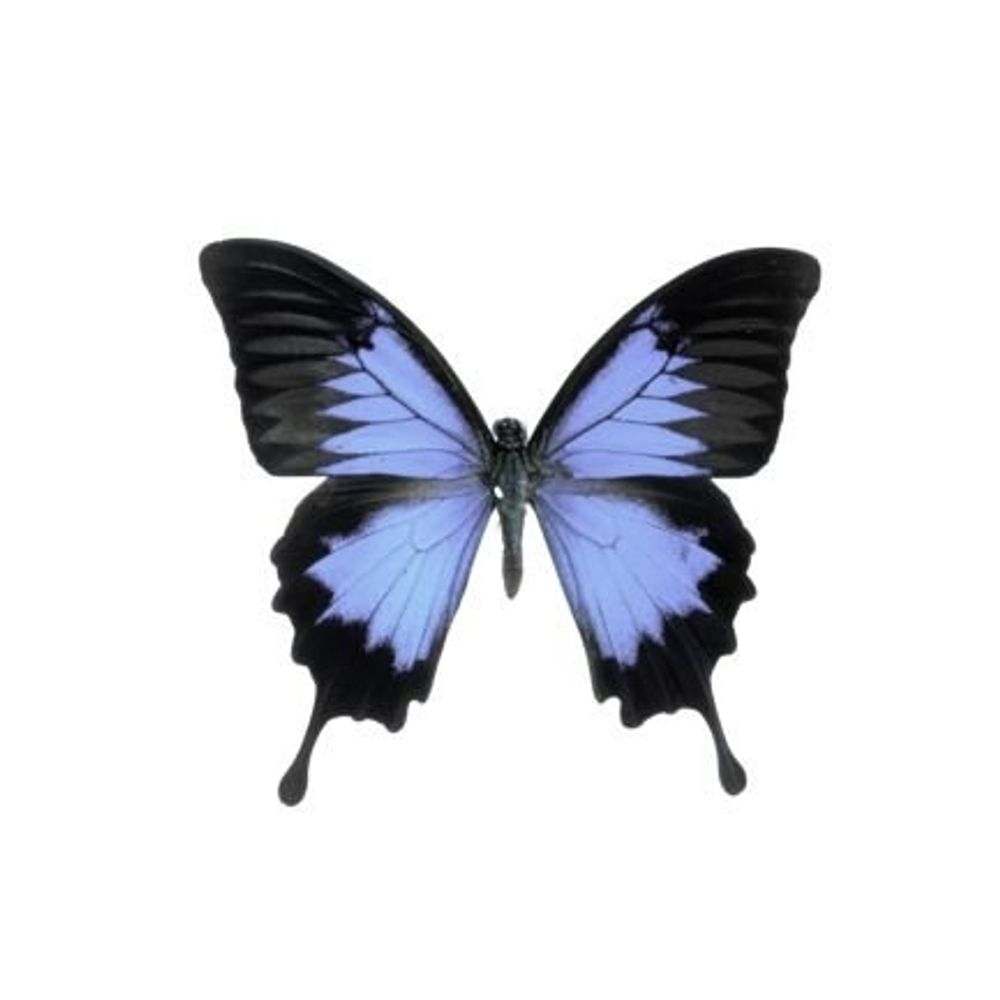 𝒍𝒊𝒂𝒏𝒂❟
