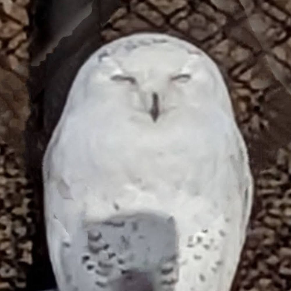 ふじたま
