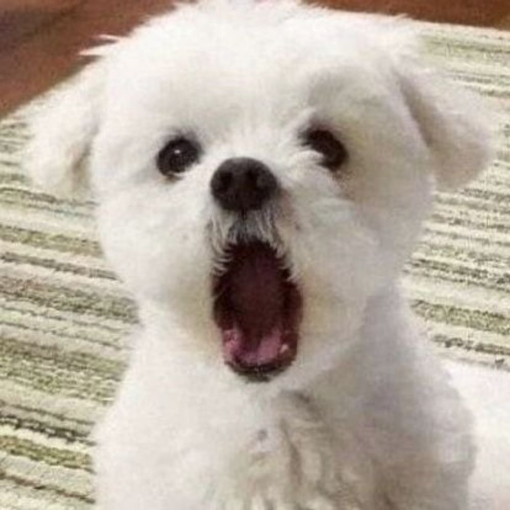몽글