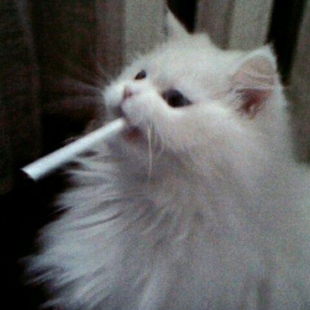 loveforangst