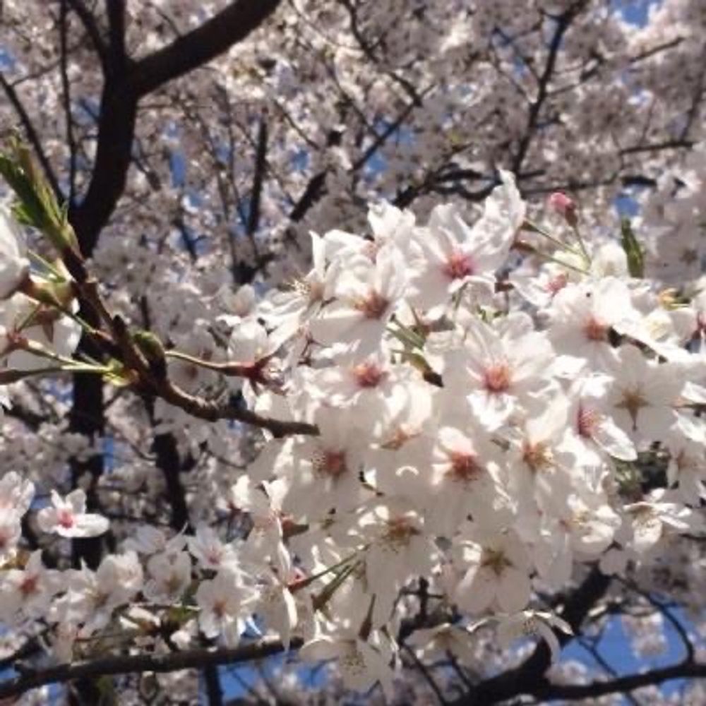 テレカ