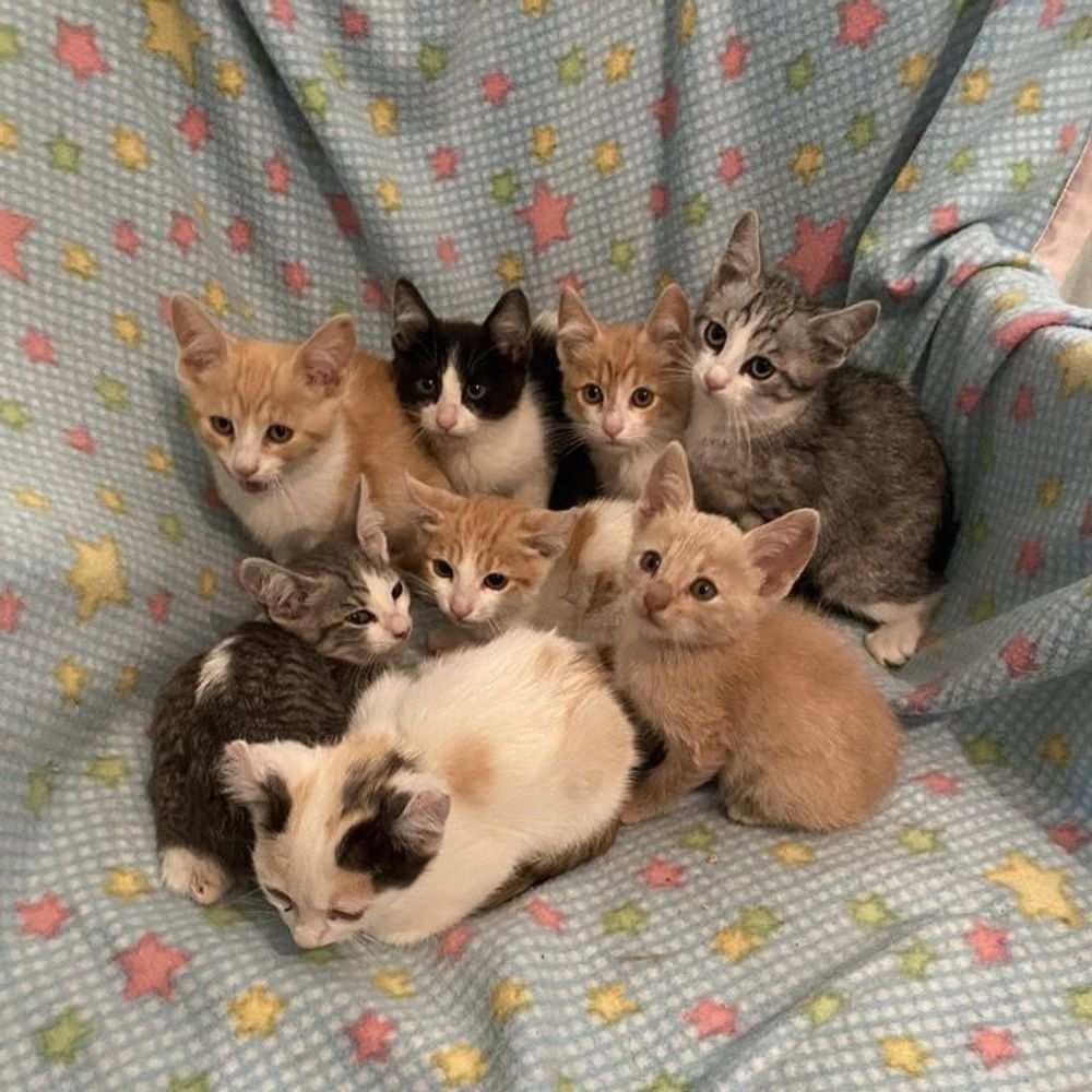 purrfectpawshq.bsky.social profile picture