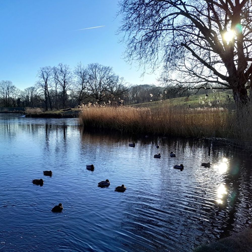 Cold Water Swimming