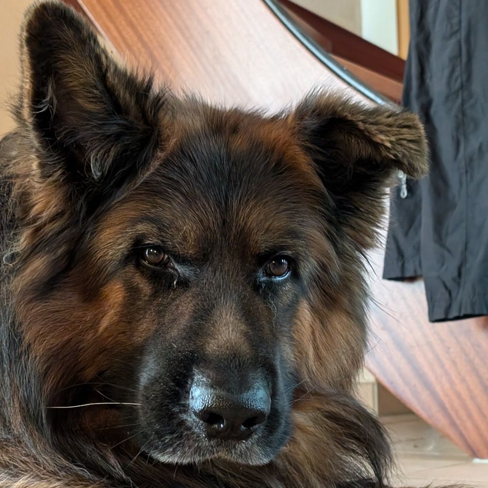 Sherlock the GSD