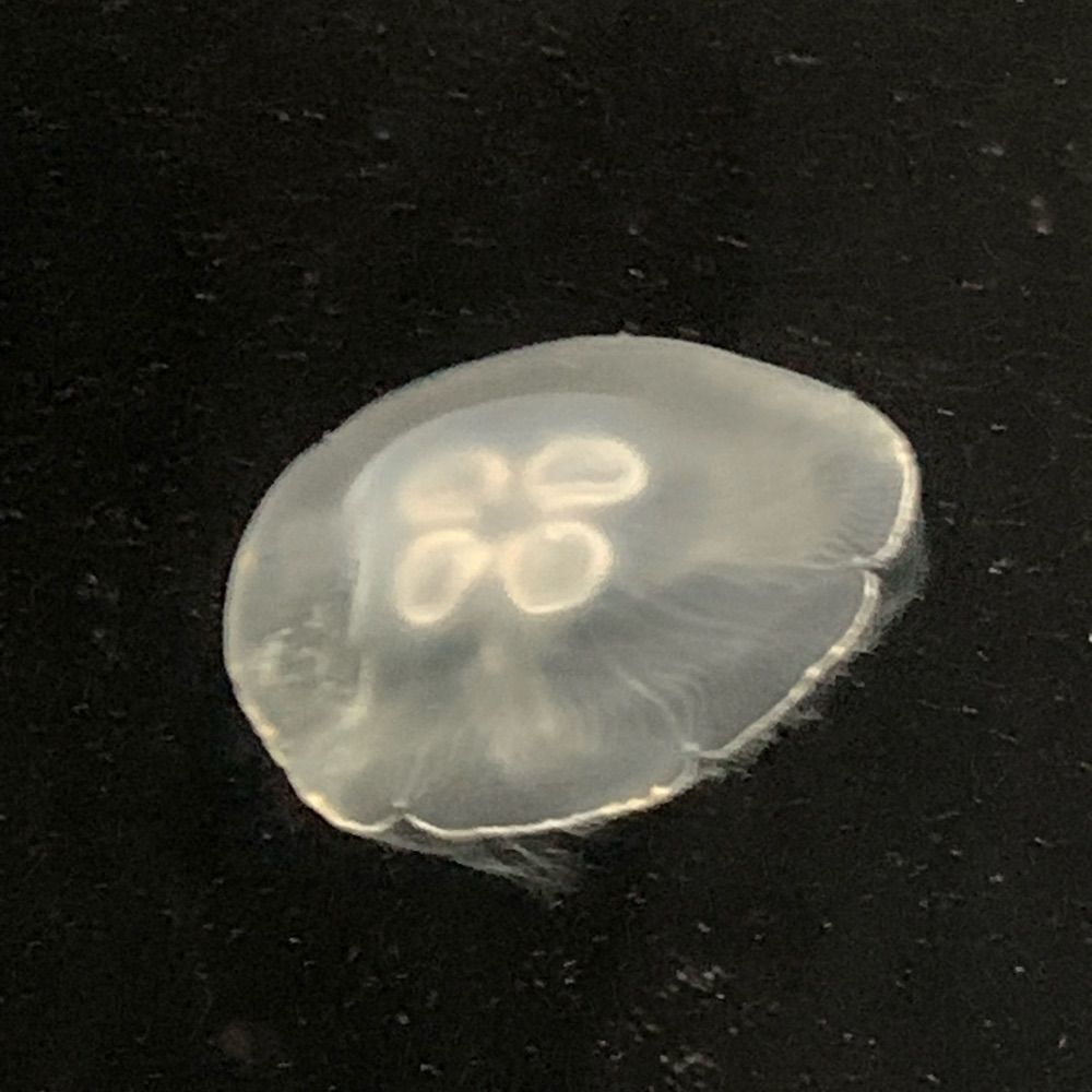夏野