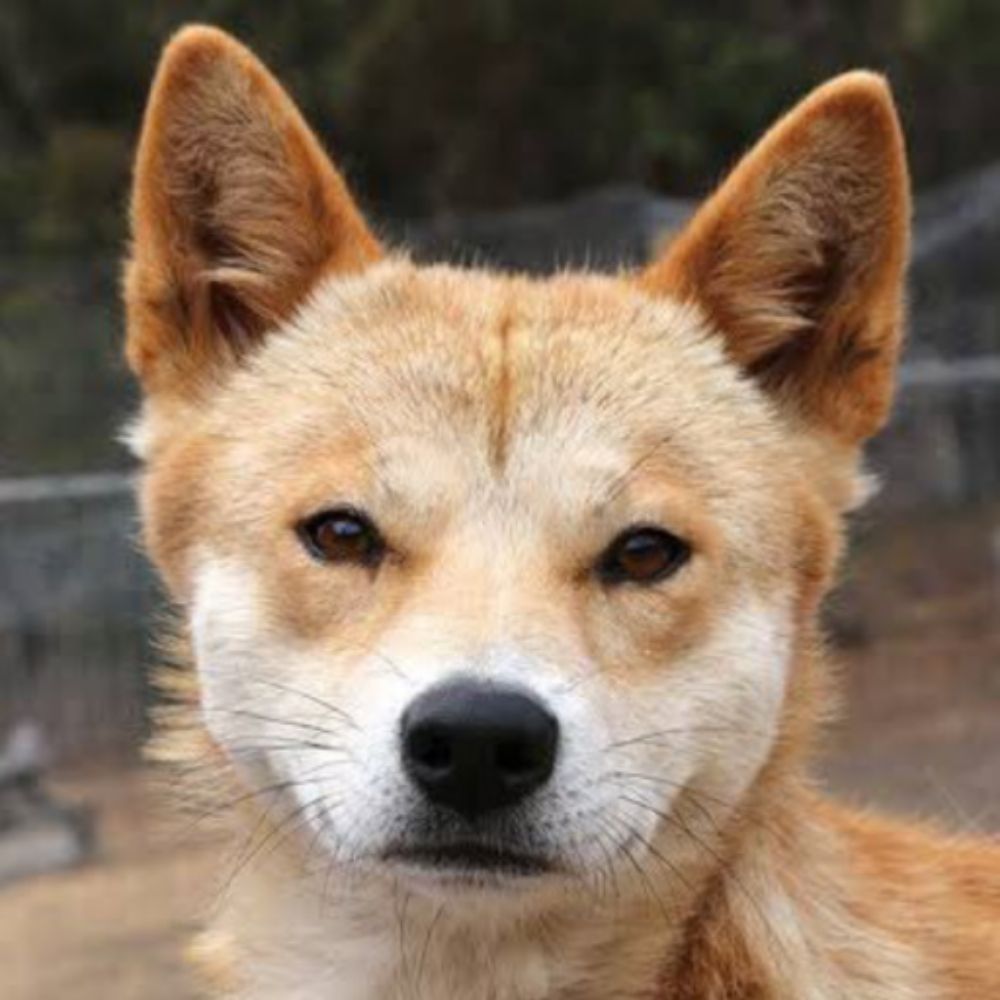 hippie dingo