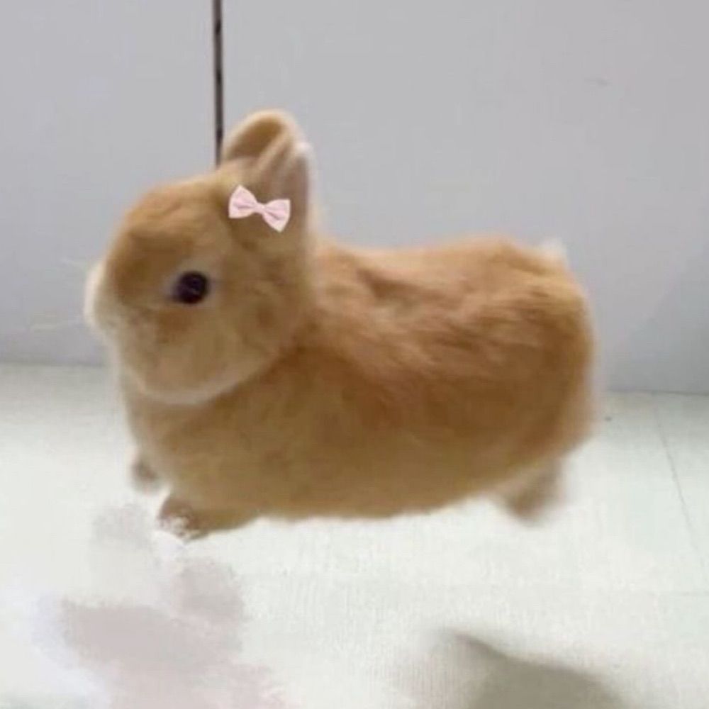 Bunnie